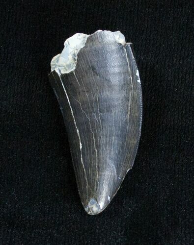 Black Inch Albertosaurus Tooth - Montana #3858